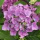 Hortensia B�nelux