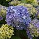 Hortensia Bodensee