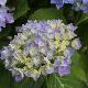 Hortensia Bodensee