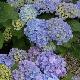 Hortensia Bodensee