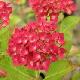 Hortensia Br�gg
