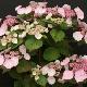 Hortensia dolce � Gipsy