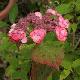 Hortensia dolce � Gipsy