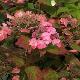 Hortensia dolce � Gipsy