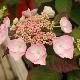Hortensia dolce � Gipsy