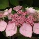 Hortensia dolce � Gipsy