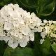 Hortensia Holibel