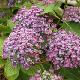 Hortensia Hopcorn