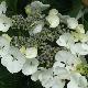 Hortensia � fleurs plates Libelle