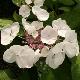 Hortensia � fleurs plates Libelle
