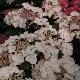 Hortensia Love You Kiss
