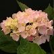 Hortensia Madame Plumecoq