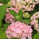 Hortensia Madame Plumecoq