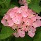 Hortensia Madame Plumecoq