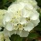 Hortensia Madame Emile Mouill�re