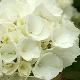 Hortensia Madame Emile Mouill�re