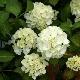 Hortensia Madame Emile Mouill�re