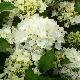 Hortensia Nymphe