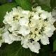 Hortensia Nymphe
