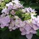 Hortensia Romance