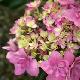 Hortensia Romance