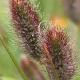 Pennisetum Red Bunny Tail