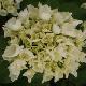 Hortensia Schneeball