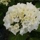 Hortensia Schneeball
