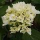 Hortensia Schneeball