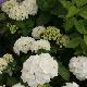 Hortensia Schneeball