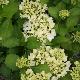 Hortensia Soeur Th�r�se