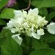 Hortensia Soeur Th�r�se