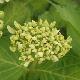 Hortensia Soeur Th�r�se