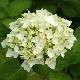 Hortensia Soeur Th�r�se
