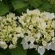 Hortensia Soeur Th�r�se