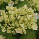 Hortensia Soeur Th�r�se