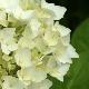 Hortensia Soeur Th�r�se