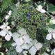 Hortensia Tricolor