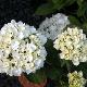 Hortensia Weisse Konigin