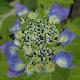 Hortensia � bois noirs