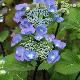 Hortensia � bois noirs