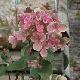 Hortensia Early Sensation
