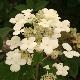 Hortensia Early Sensation