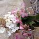 Hortensia panicule ruby
