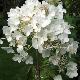 Hortensia  � panicules Grandiflora