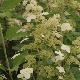 Hortensia � panicules Kyushu