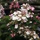 Hortensia � panicules Magical Fire