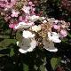 Hortensia � panicules Magical Fire