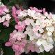 Hortensia � panicules Magical Fire