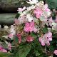 Hortensia � panicules Magical Fire